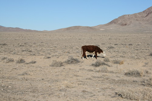 Одинокая корова